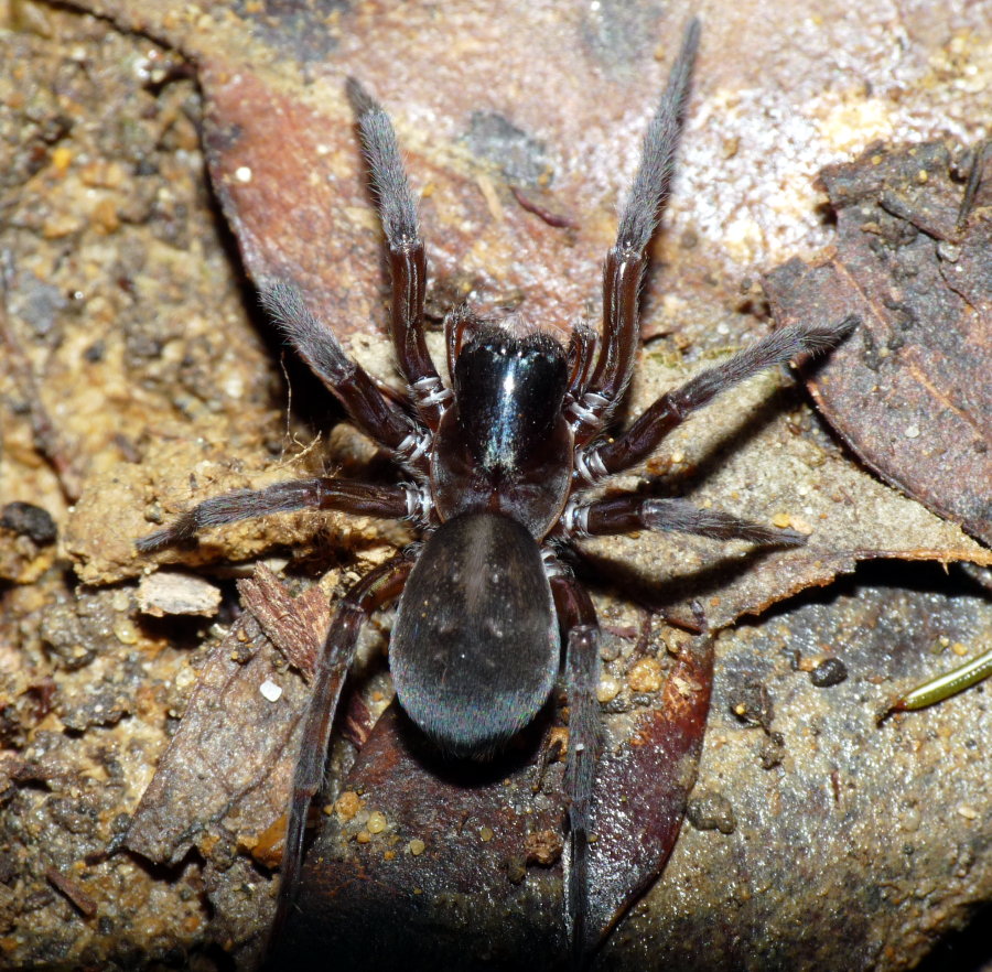 Amaurobius sp.